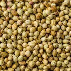  Paleolit Koriandermag egész 25kg lédig Coriander seeds 99,5%
