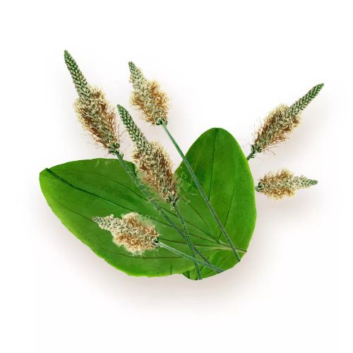 BioMenü BIO Útifűmaghéj kapszula 60db